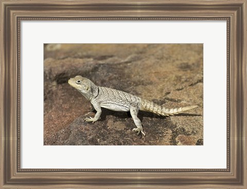 Framed Close-up of a lizard (Oplurus cyclurus), Madagascar Print
