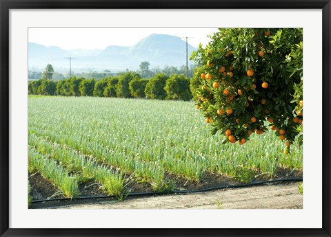 Framed Oranges on a tree with onions crop in the background, California, USA Print