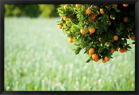 Framed Oranges on a Tree, Santa Paula, California Print