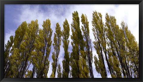 Framed Low angle view of trees, Aspens, Estancia Punta Del Monte, Aysen Region, Patagonia, Chile Print