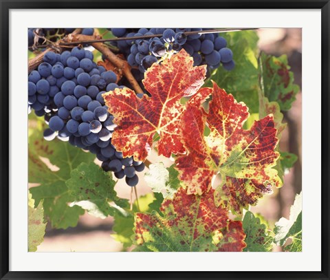 Framed Grapes on the Vine, Wine Country, California Print