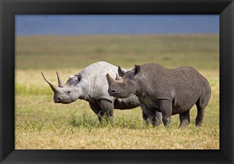 Framed Side profile of two Black rhinoceroses standing in a field, Ngorongoro Crater, Ngorongoro Conservation Area, Tanzania Print