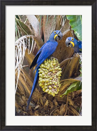 Framed Hyacinth macaws eating palm nuts, Three Brothers River, Meeting of the Waters State Park, Pantanal Wetlands, Brazil Print