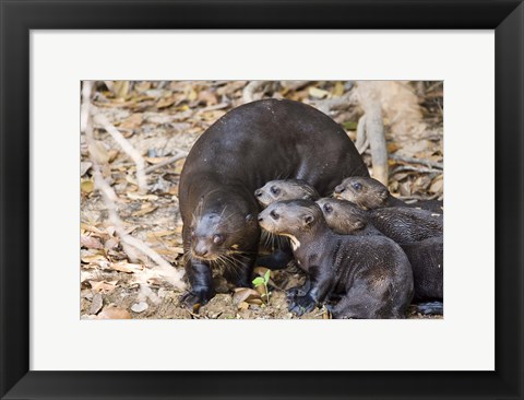 Framed Otter with Cubs, Three Brothers River, Meeting of the Waters State Park, Pantanal Wetlands, Brazil Print