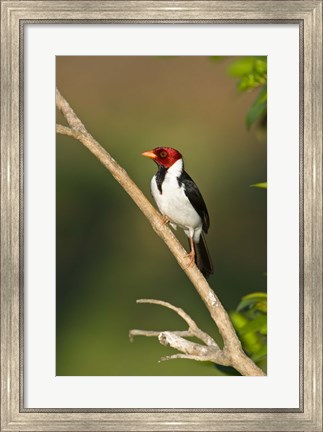 Framed Yellow-Billed cardinal on a branch, Three Brothers River, Pantanal Wetlands, Brazil (vertical) Print