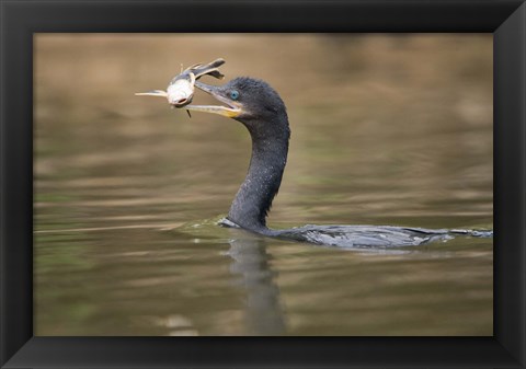 Framed Neotropic cormorant with fish in beak, Three Brothers River, Meeting of the Waters State Park, Pantanal Wetlands, Brazil Print