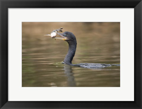 Framed Neotropic cormorant with fish in beak, Three Brothers River, Meeting of the Waters State Park, Pantanal Wetlands, Brazil Print