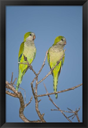 Framed Pair of Monk parakeets perching on a branch, Three Brothers River, Meeting of Waters State Park, Pantanal Wetlands, Brazil Print