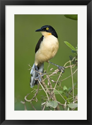 Framed Close-up of a Black-Capped donacobius, Three Brothers River, Meeting of the Waters State Park, Pantanal Wetlands, Brazil Print