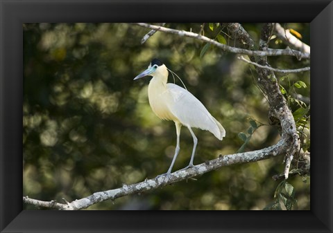 Framed Capped heron perching on a branch, Three Brothers River, Meeting of the Waters State Park, Pantanal Wetlands, Brazil Print