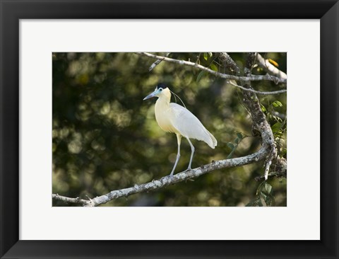 Framed Capped heron perching on a branch, Three Brothers River, Meeting of the Waters State Park, Pantanal Wetlands, Brazil Print