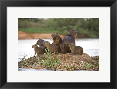 Framed Capybara family on a rock, Three Brothers River, Meeting of the Waters State Park, Pantanal Wetlands, Brazil Print