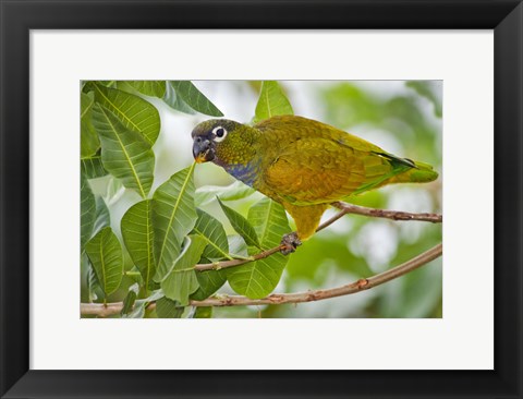 Framed Close-up of a Scaly-Headed parrot, Three Brothers River, Meeting of the Waters State Park, Pantanal Wetlands, Brazil Print