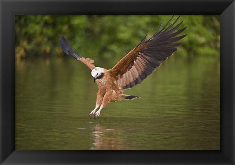 Framed Black-Collared hawk pouncing over water, Three Brothers River, Meeting of Waters State Park, Pantanal Wetlands, Brazil Print