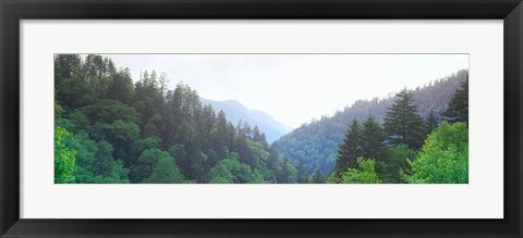 Framed Trees with a mountain range in the background, Great Smoky Mountains National Park, Tennessee, USA Print