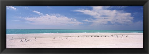 Framed Flock of seagulls on the beach, Lido Beach, St. Armands Key, Sarasota Bay, Florida, USA Print