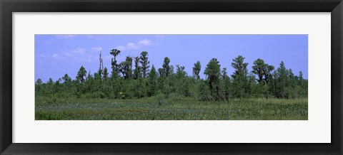 Framed Trees in a field, Suwannee Canal Recreation Area, Okefenokee National Wildlife Refug, Georgia, USA Print