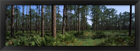 Framed Okefenokee National Wildlife Refuge, Georgia Print