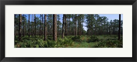 Framed Okefenokee National Wildlife Refuge, Georgia Print