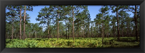 Framed Pine trees in a forest, Suwannee Canal Recreation Area, Okefenokee National Wildlife Refuge, Georgia Print