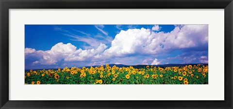 Framed Fields of sunflowers Rudesheim vicinity Germany Print