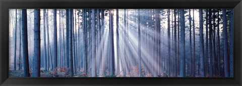 Framed Forest w/ sunrays Landsberg Vicinity Germany Print