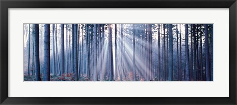 Framed Forest w/ sunrays Landsberg Vicinity Germany Print