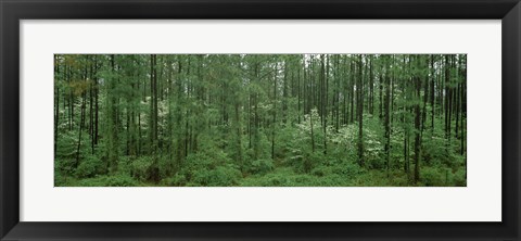 Framed Flowering Dogwood (Cornus florida) trees in a forest, Alaska, USA Print