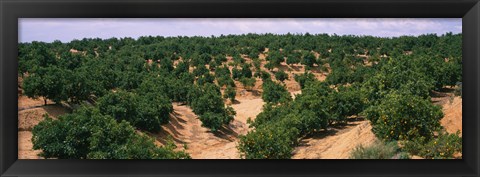 Framed Orange groves in a field, Andalusia, Spain Print