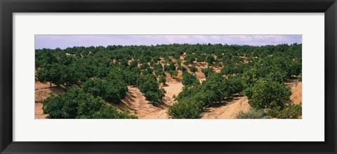 Framed Orange groves in a field, Andalusia, Spain Print