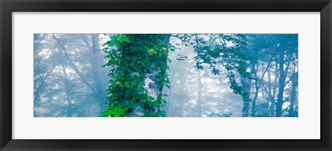 Framed Forest Nagano Kijimadaira-mura Japan Print