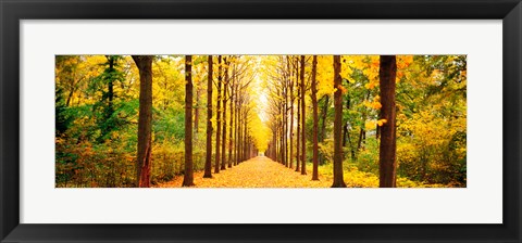 Framed Tree-lined road Schwetzingen Germany Print