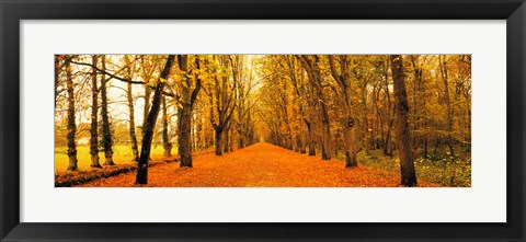 Framed Tree-lined road Loire Chenonceaux France Print