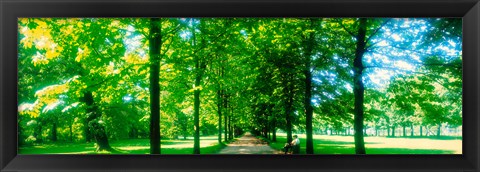 Framed Tree-lined road Dresden vicinity Germany Print