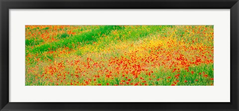 Framed Fields of flowers Andalusia Granada Vicinity Spain Print