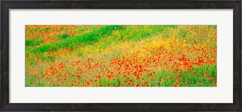 Framed Fields of flowers Andalusia Granada Vicinity Spain Print