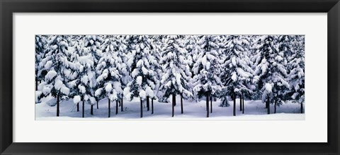 Framed Snow covered Cedar trees Kyoto Hanase Japan Print