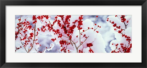 Framed Holly trees Kyoto Keihoku-cho Japan Print