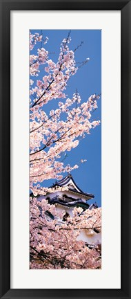 Framed Hikone Castle w\cherry blossoms Shiga Japan Print