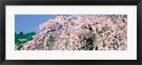 Framed Jyoshokou-ji Kyoto Japan Print