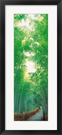 Framed Path Flanked by Green Trees, Sagano Kyoto Japan Print