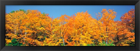 Framed Trees Autumn Ontario Canada Print