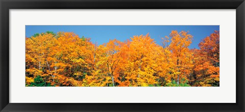 Framed Trees Autumn Ontario Canada Print