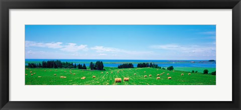 Framed Farm field Prince Isl Canada Print