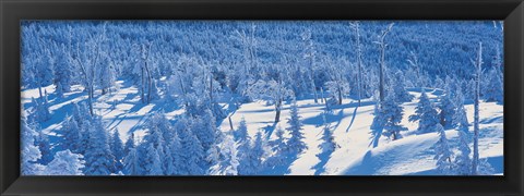 Framed Snow Covered Trees, Chino Nagano Japan Print