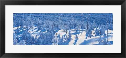 Framed Snow Covered Trees, Chino Nagano Japan Print