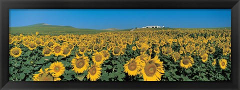 Framed Sunflower field Andalucia Spain Print