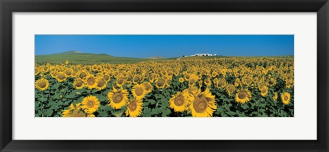 Framed Sunflower field Andalucia Spain Print