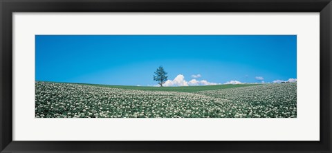 Framed Potato field Biei-Cho Hokkaido Japan Print