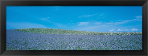 Framed Field Biei-Cho Hokkaido Japan Print